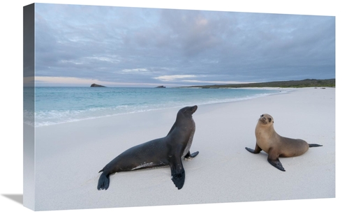 Global Gallery GCS-395623-1624-142 16 x 24 in. Galapagos Sea Lion Pair