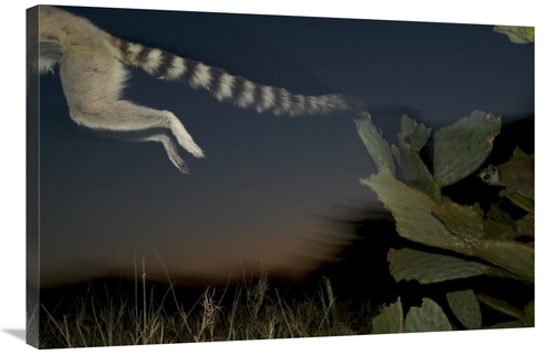 Global Gallery GCS-398112-2436-142 24 x 36 in. Ring-Tailed Lemur Leapi