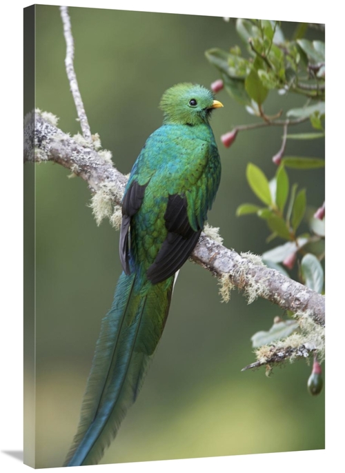 Global Gallery GCS-396062-2436-142 24 x 36 in. Resplendent Quetzal Mal