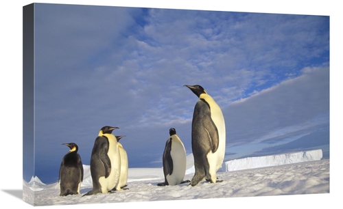 Global Gallery GCS-451123-1624-142 16 x 24 in. Emperor Penguin Group&#