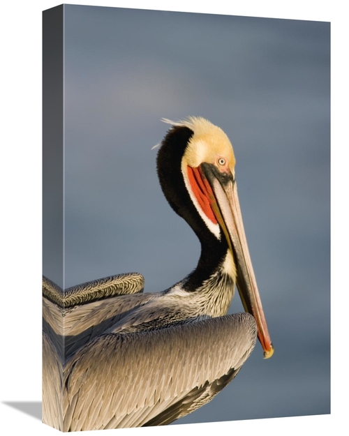 Global Gallery GCS-453341-1218-142 12 x 18 in. Brown Pelican Adult Por