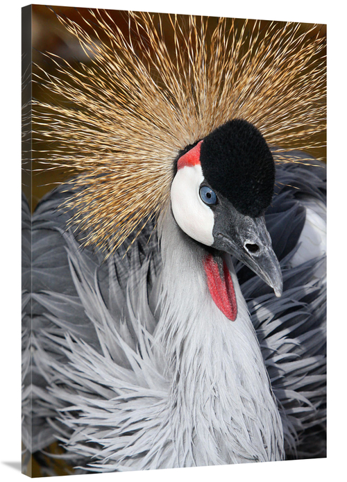 Global Gallery GCS-486532-40-142 40 in. East African Crowned Crane Art