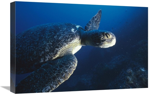 Global Gallery GCS-451244-1624-142 16 x 24 in. Green Sea Turtle, C