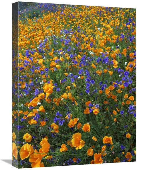 Global Gallery GCS-452256-1824-142 18 x 24 in. California Poppy & Dese