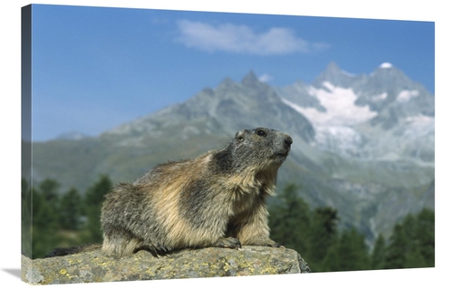 Global Gallery GCS-452571-2436-142 24 x 36 in. Alpine Marmot, Wall