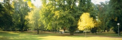 Trees in a park  Wiesbaden  Rhine River  Germany Poster Print by  - 36