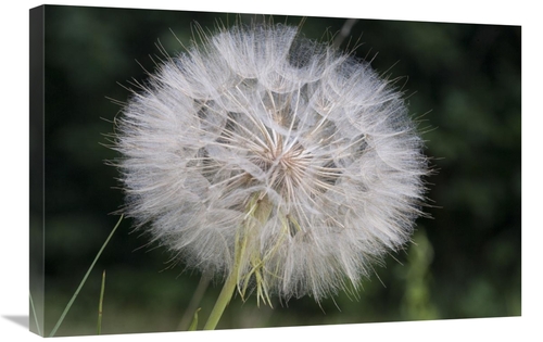 Global Gallery GCS-395453-2030-142 20 x 30 in. Dandelion Seed Head&#44