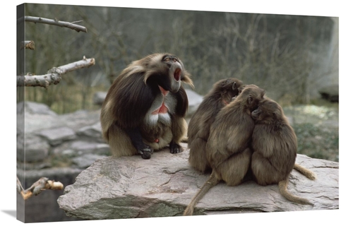 Global Gallery GCS-452311-2436-142 24 x 36 in. Gelada Baboon Group wit