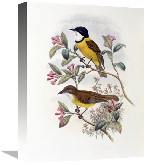 Global Gallery GCS-277780-16-142 16 in. Ramsays Thickhead Art Print - 