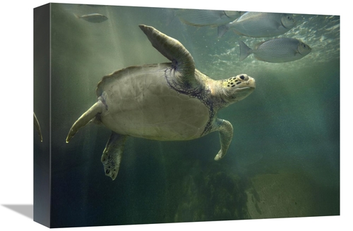 Global Gallery GCS-396161-1216-142 12 x 16 in. Green Sea Turtle & Fish