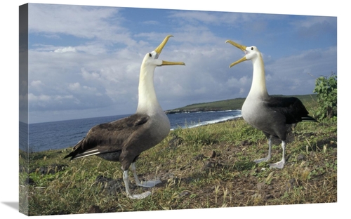Global Gallery GCS-451358-2030-142 20 x 30 in. Waved Albatross Courtsh