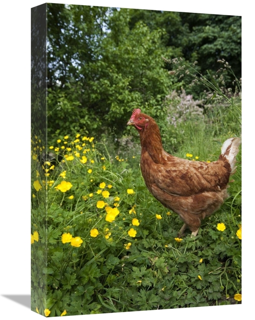 Global Gallery GCS-397492-1218-142 12 x 18 in. Domestic Chicken, F