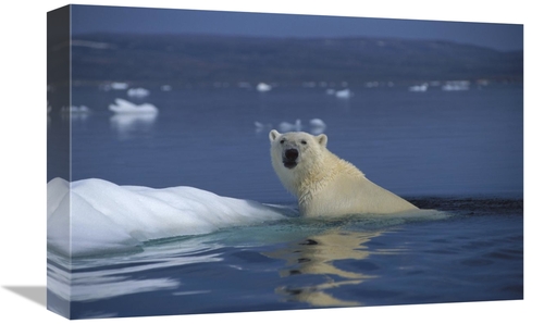 Global Gallery GCS-450970-1218-142 12 x 18 in. Polar Bear Swimming&#44