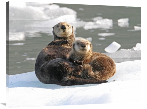 Global Gallery GCS-397428-3040-142 30 x 40 in. Sea Otter Female with P