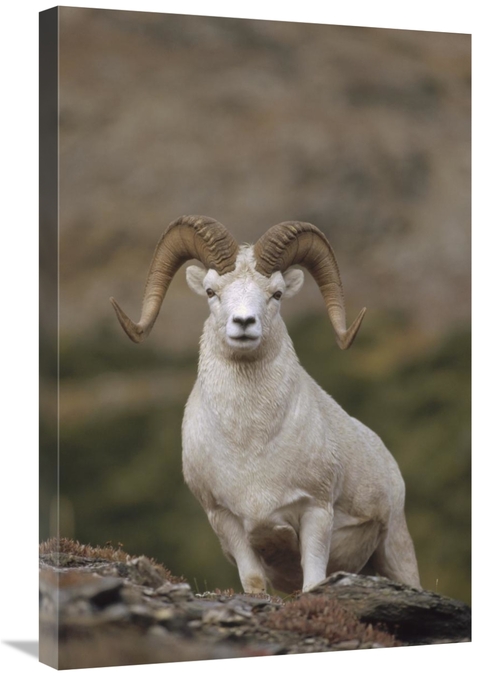 Global Gallery GCS-451891-2030-142 20 x 30 in. Dalls Sheep Ram on Rock