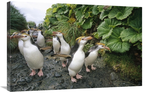 Global Gallery GCS-451047-2436-142 24 x 36 in. Royal Penguin Group Wal