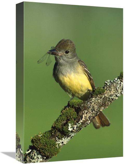 Global Gallery GCS-453301-1218-142 12 x 18 in. Great Crested Flycatche