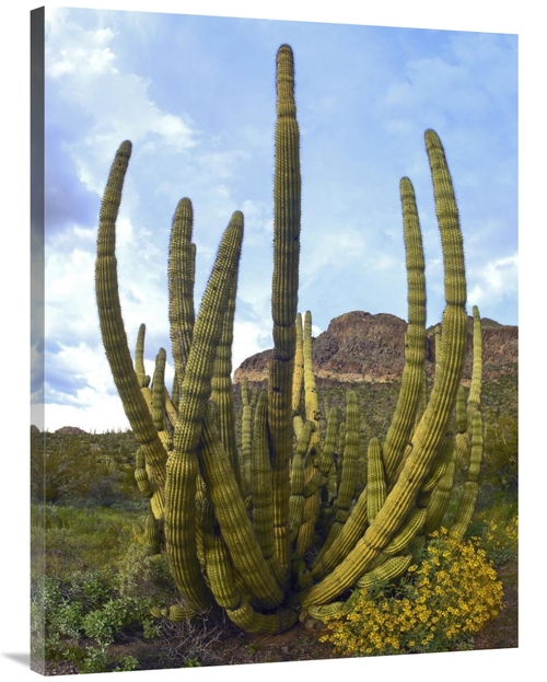 Global Gallery GCS-395969-3040-142 30 x 40 in. Organ Pipe Cactus Arizo