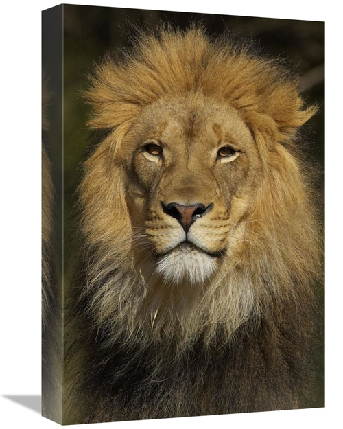 Global Gallery GCS-450894-1218-142 12 x 18 in. African Lion Male Portr