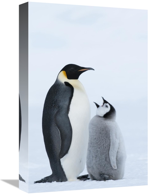 12 x 18 in. Emperor Penguin with Chick Begging for Food, Prydz Bay