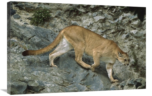 Global Gallery GCS-451743-2436-142 24 x 36 in. Mountain Lion Crossing 