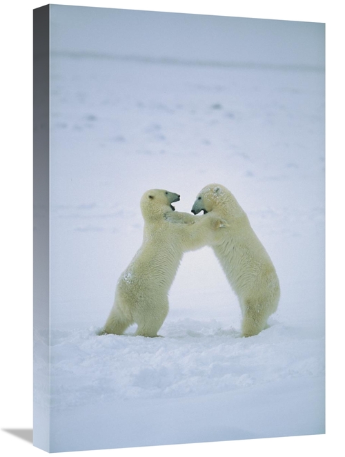 Global Gallery GCS-452504-1624-142 16 x 24 in. Polar Bear Males Fighti