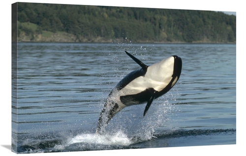 Global Gallery GCS-395750-2436-142 24 x 36 in. Orca Breaching Along th