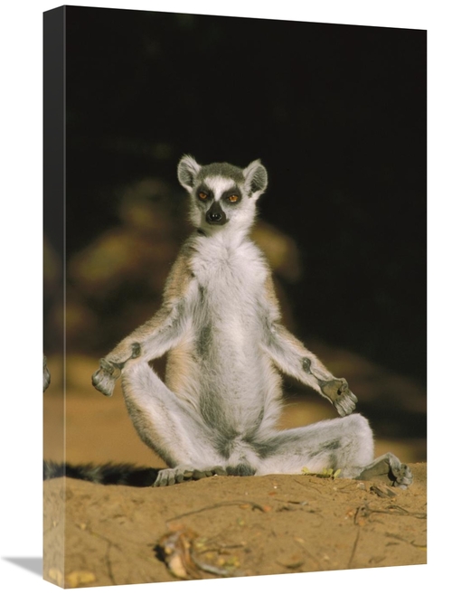 Global Gallery GCS-452648-1624-142 16 x 24 in. Ring-Tailed Lemur Sunni