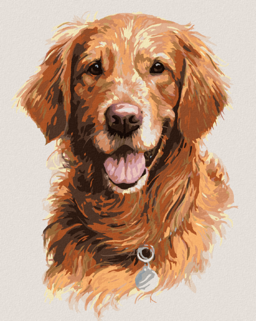 Zuty - Paint by Numbers - GOLDEN RETRIEVER WITH A DOG TAG (JIM