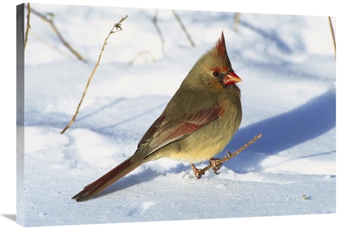 Global Gallery GCS-453299-2436-142 24 x 36 in. Northern Cardinal Femal