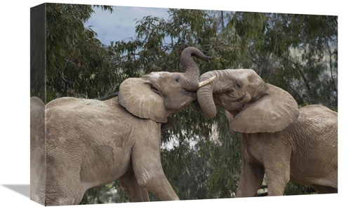 Global Gallery GCS-398149-1218-142 12 x 18 in. African Elephant Bulls 