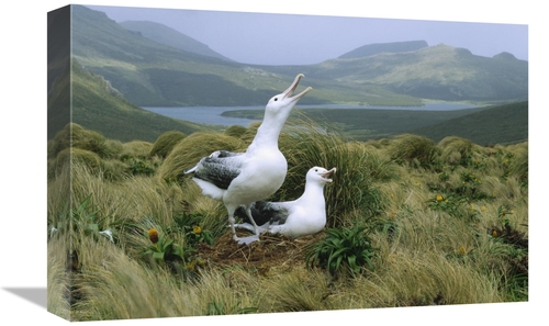 Global Gallery GCS-452441-1218-142 12 x 18 in. Southern Royal Albatros
