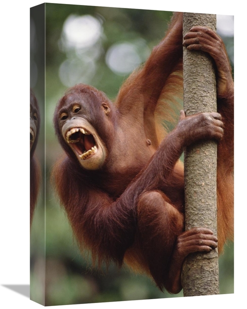Global Gallery GCS-452768-1218-142 12 x 18 in. Orangutan Hanging on Tr