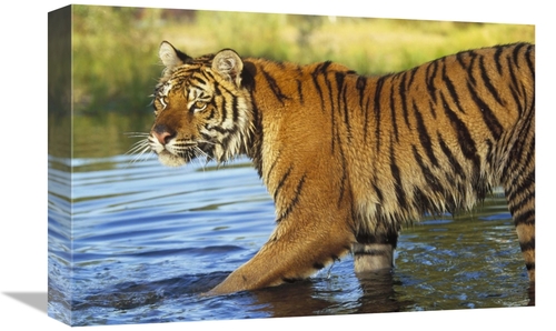 Global Gallery GCS-396382-1218-142 12 x 18 in. Siberian Tiger Walking 