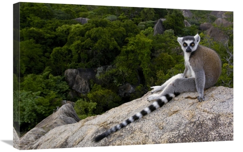 Global Gallery GCS-453245-2030-142 20 x 30 in. Ring-Tailed Lemur Resti