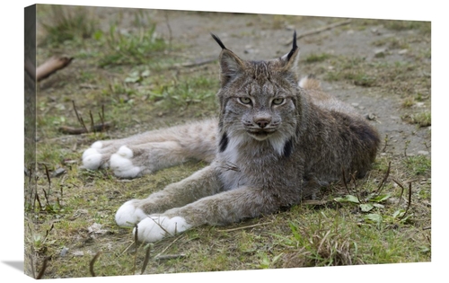 Global Gallery GCS-395446-2030-142 20 x 30 in. Canada Lynx Reclining S