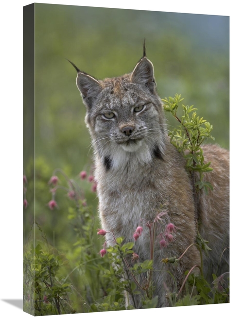 Global Gallery GCS-396038-1624-142 16 x 24 in. Canada Lynx Portrait&#4