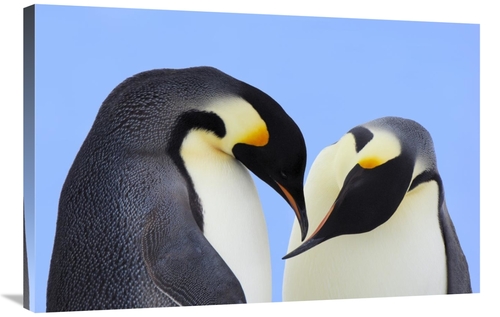 Global Gallery GCS-398284-2436-142 24 x 36 in. Emperor Penguin Pair Co