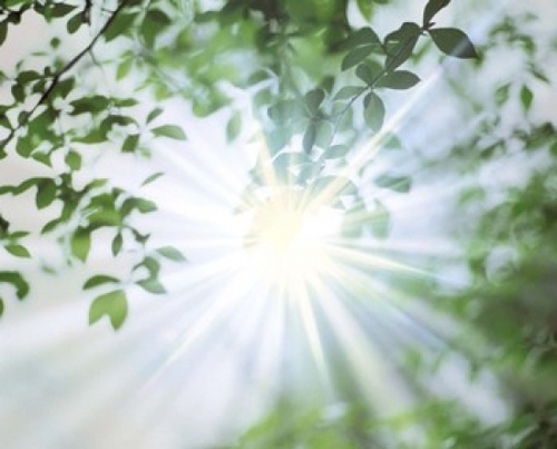 Panoramic Images PPI126906 Sun Shining Through Leaves  Lens Flare Post