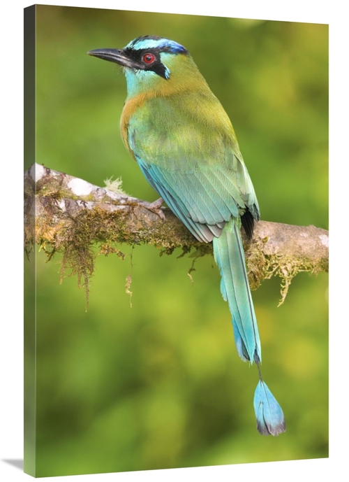 Global Gallery GCS-397277-2436-142 24 x 36 in. Blue-Crowned Motmot&#44