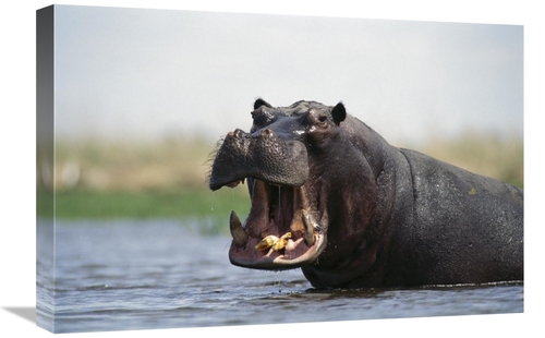 Global Gallery GCS-452981-1624-142 16 x 24 in. Hippopotamus Bull Threa