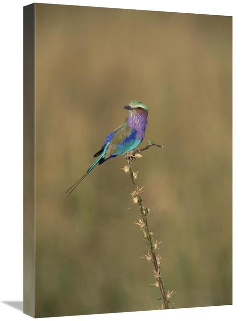 Global Gallery GCS-452367-1624-142 16 x 24 in. Lilac-Breasted Roller P