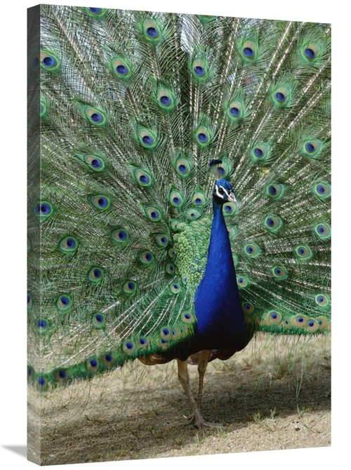 Global Gallery GCS-451466-2030-142 20 x 30 in. Indian Peafowl Male in 