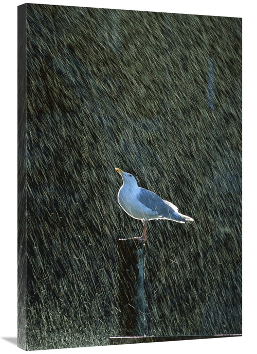 Global Gallery GCS-452534-2436-142 24 x 36 in. Glaucous-Winged Gull in