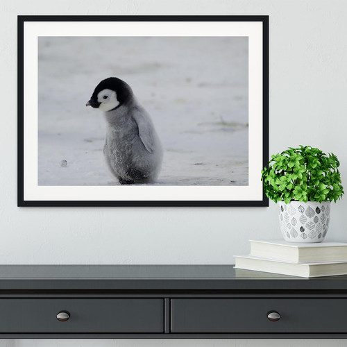 Lone Penguin Chick Framed Print