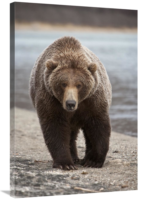 Global Gallery GCS-395402-2436-142 24 x 36 in. Grizzly Bear, Katma