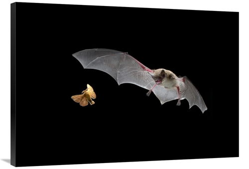 Global Gallery GCS-395697-40-142 40 in. Little Brown Bat Pursues A For