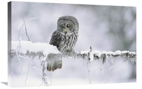 Global Gallery GCS-396893-2030-142 20 x 30 in. Great Gray Owl Perching