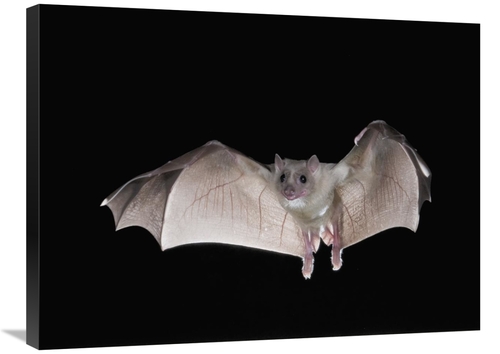 Global Gallery GCS-397287-2432-142 24 x 32 in. Egyptian Fruit Bat Flyi