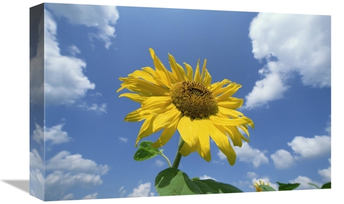 Global Gallery GCS-398486-1218-142 12 x 18 in. Common Sunflower with B
